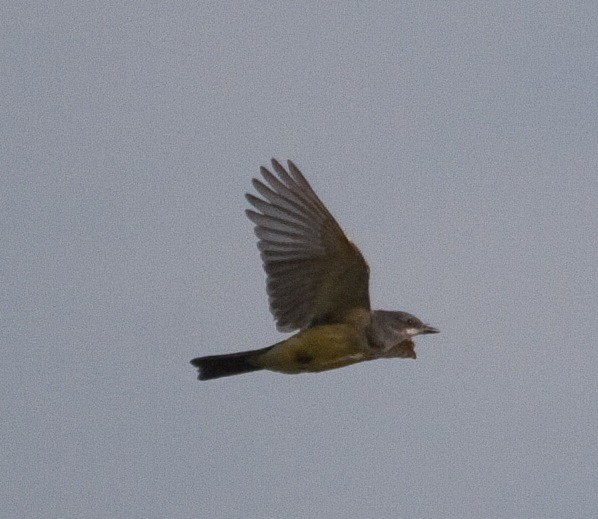 Cassin's Kingbird - ML127737261