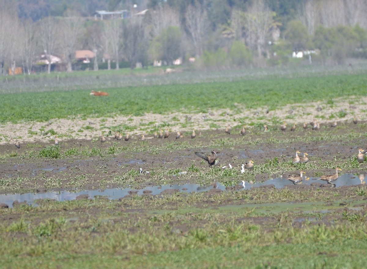 White-faced Ibis - ML127739051