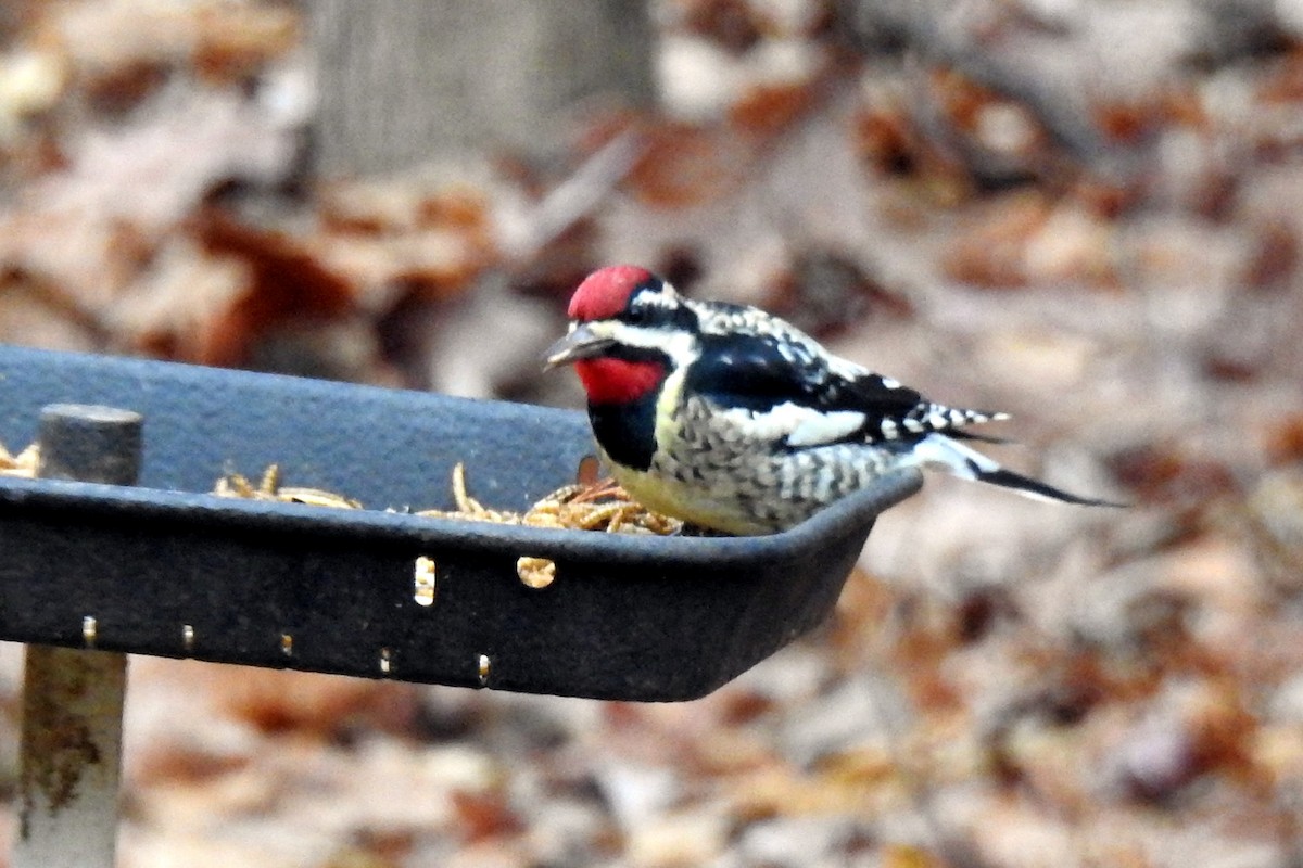 Yellow-bellied Sapsucker - ML127739811