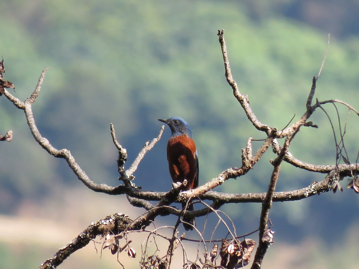 Chestnut-bellied Rock-Thrush - Simon Thornhill