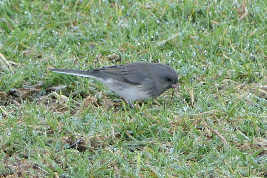 Dark-eyed Junco (cismontanus) - ML127741271