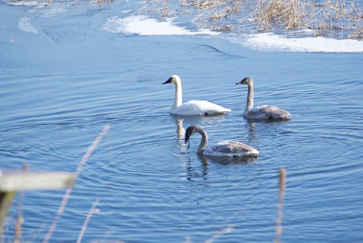 Cygne trompette - ML127742651