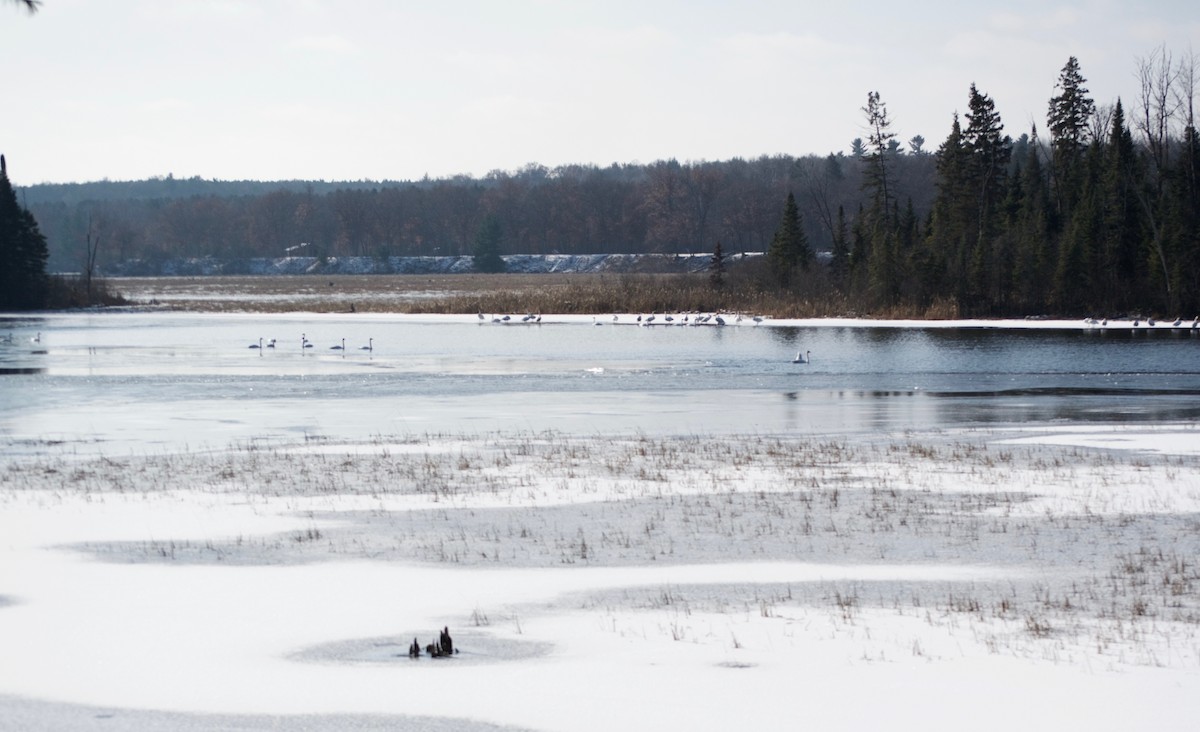 Trumpeter Swan - Moira Maus