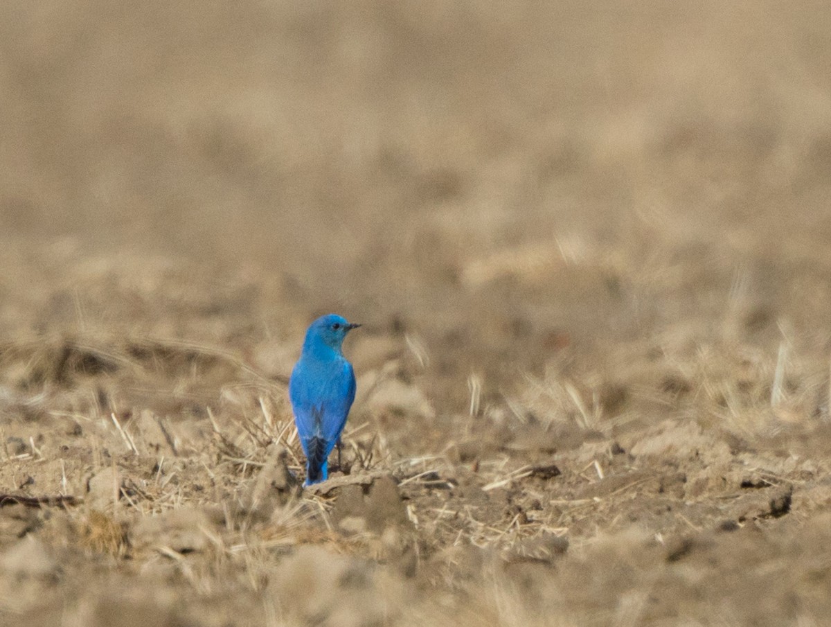 Mountain Bluebird - ML127742941