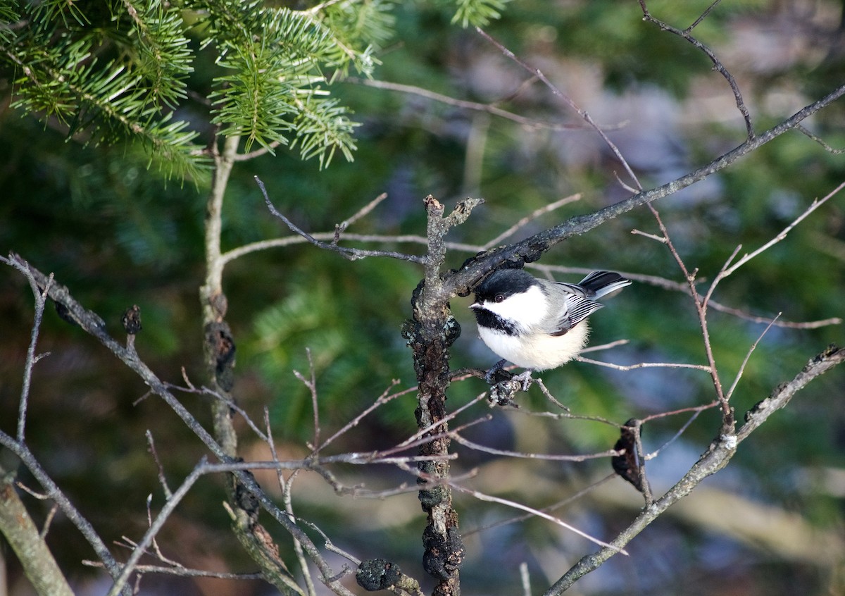 Black-capped Chickadee - Moira Maus