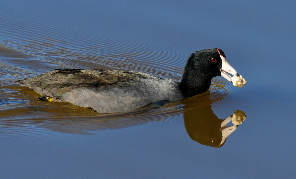 American Coot - ML127745421