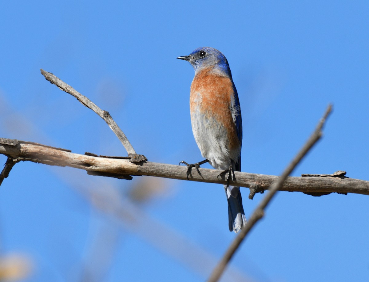 Western Bluebird - ML127745631