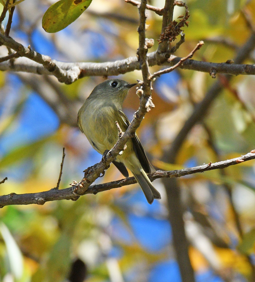 Ruby-crowned Kinglet - ML127745731