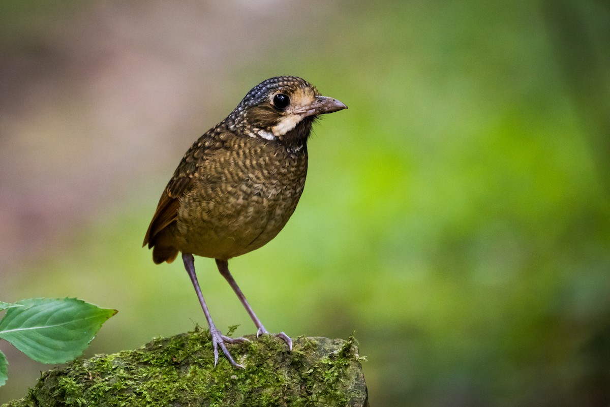 Variegated Antpitta - ML127748501