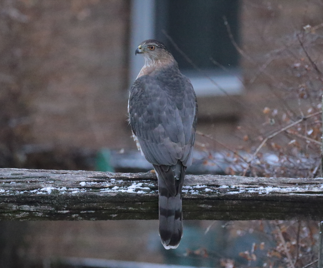 Cooper's Hawk - ML127748941