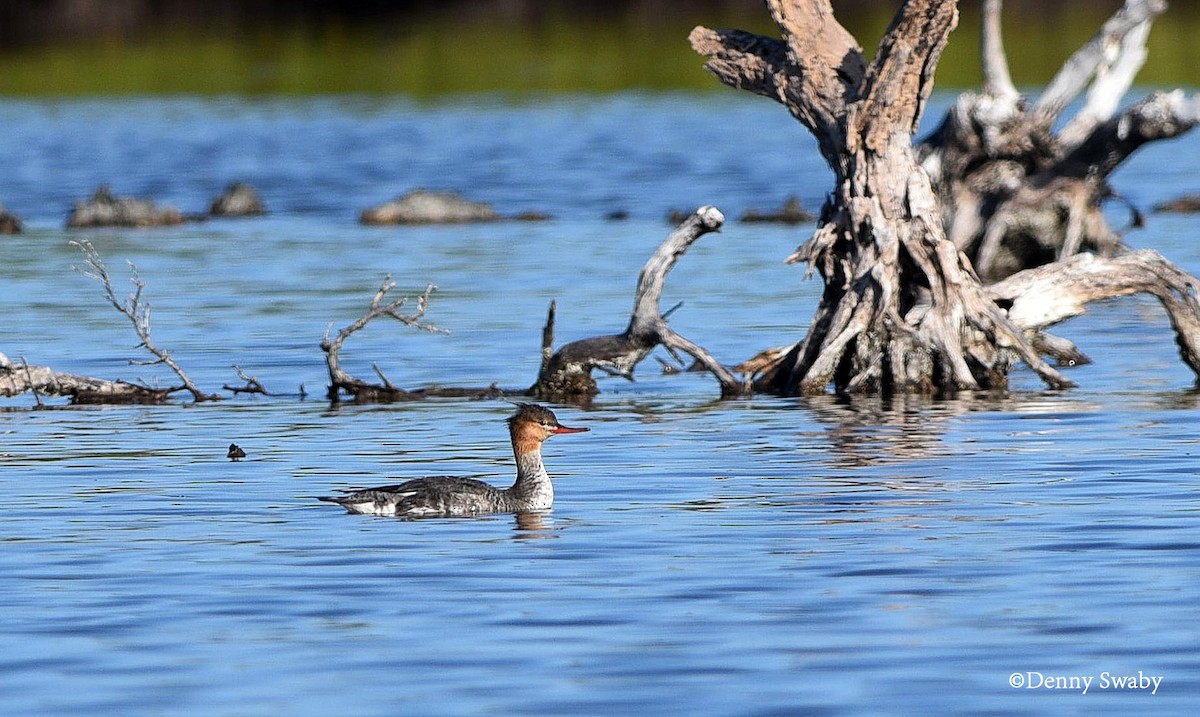 Red-breasted Merganser - ML127749731