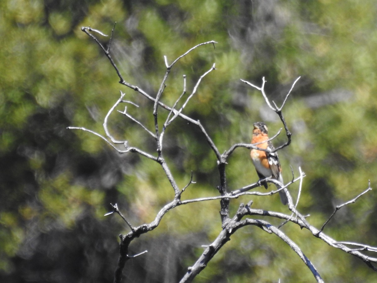 Black-headed Grosbeak - ML127749861