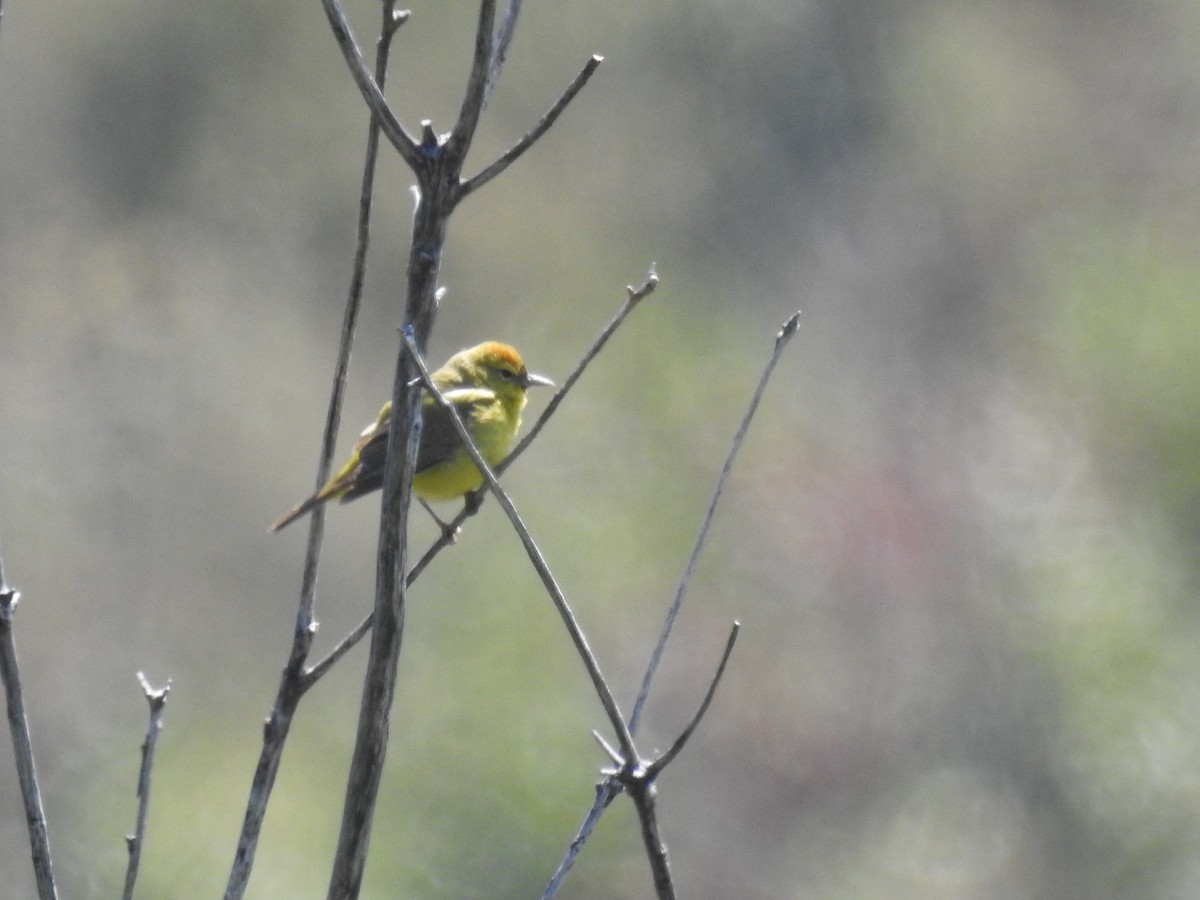 Orange-crowned Warbler - ML127750171