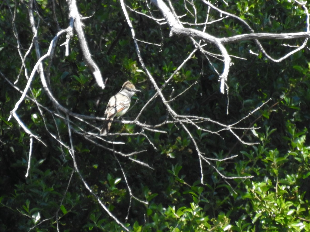Ash-throated Flycatcher - ML127750261