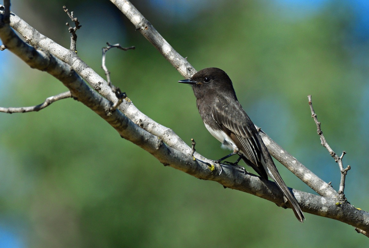 Black Phoebe - ML127750451