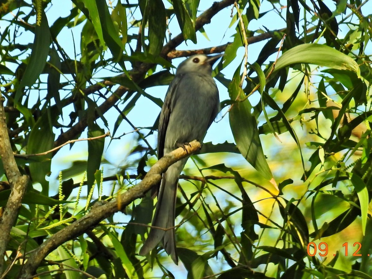 Ashy Drongo - ML127751091