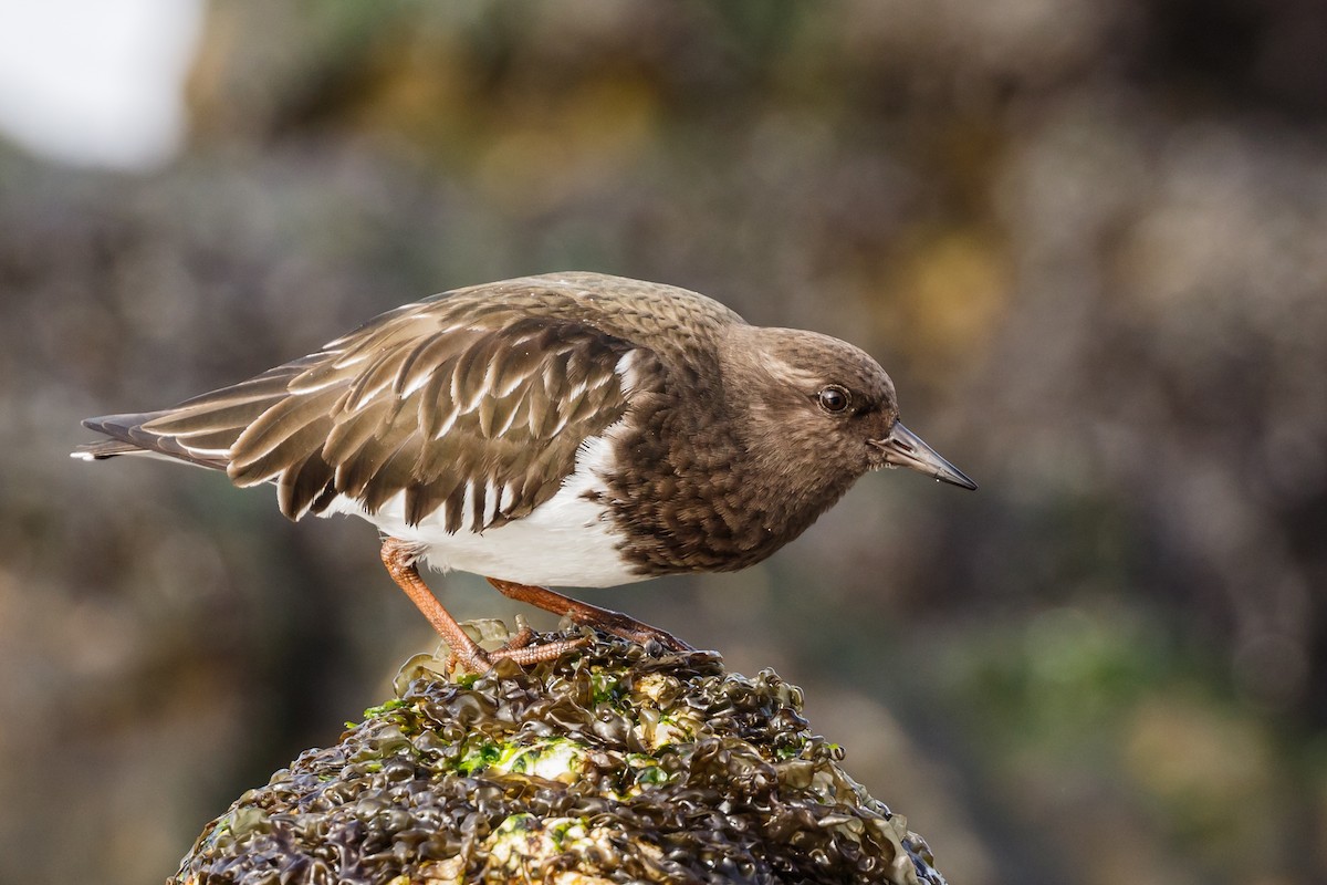 Black Turnstone - Sharif Uddin