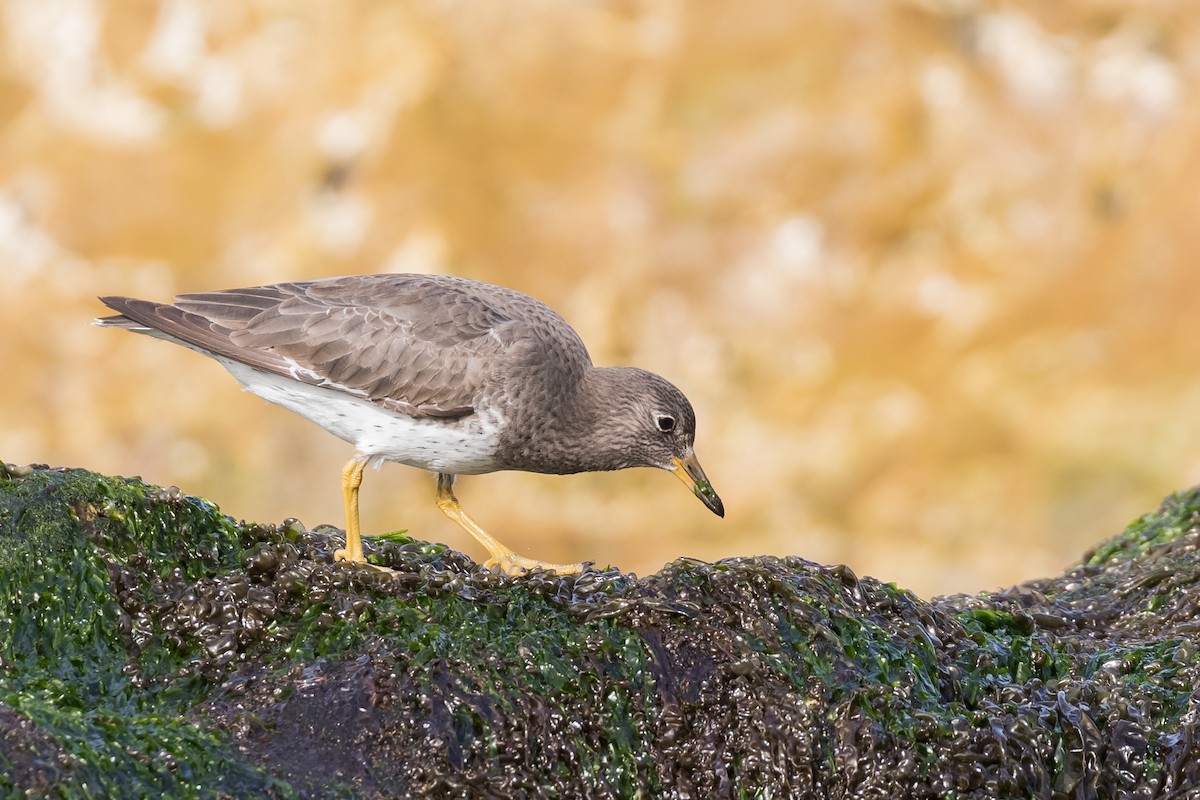 Surfbird - Sharif Uddin