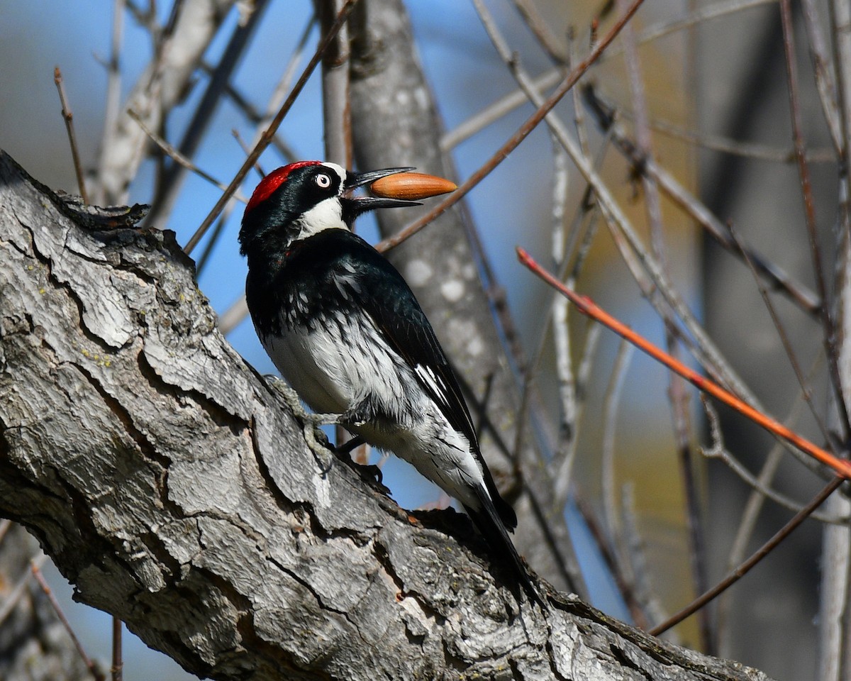 Acorn Woodpecker - Alison Davies