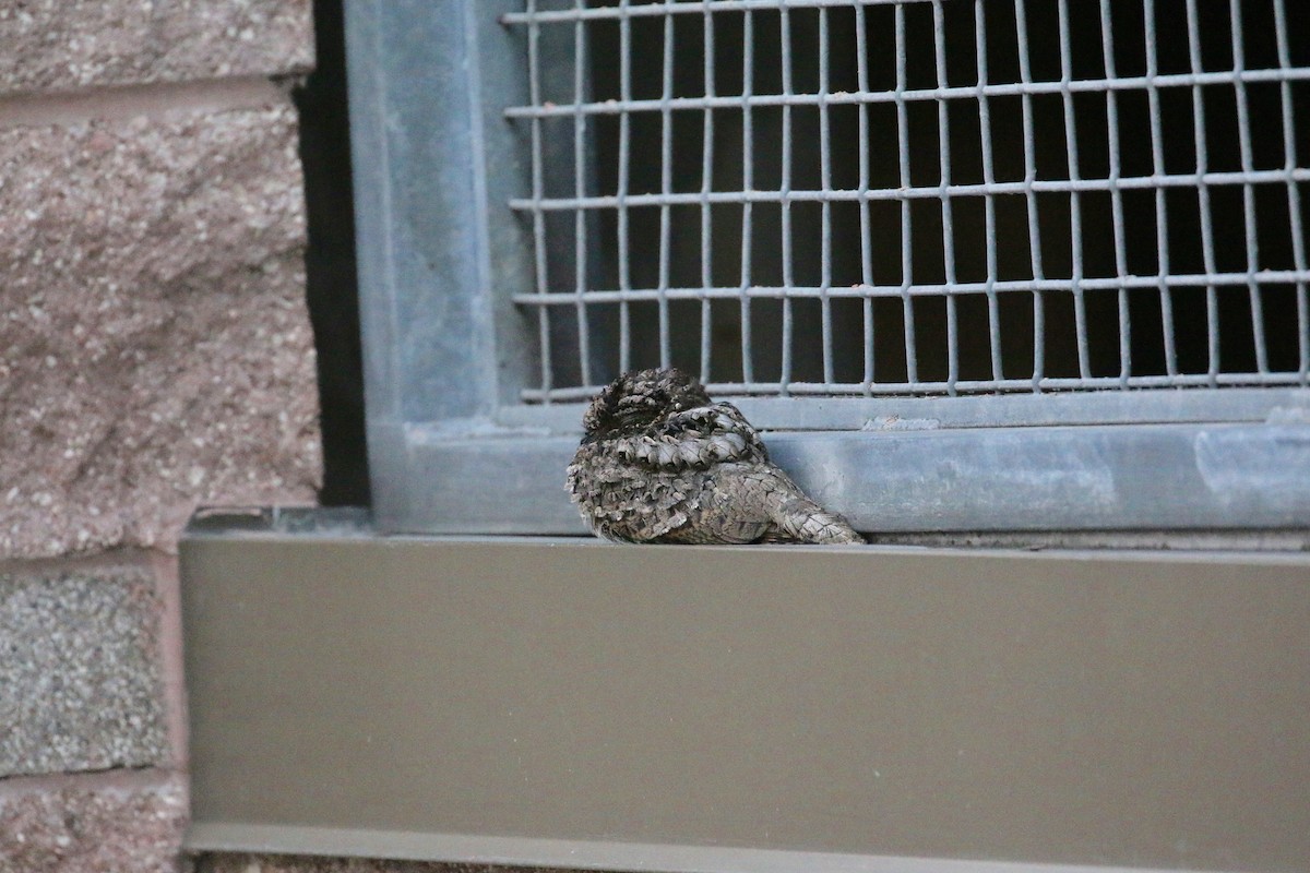 Common Poorwill - ML127753161