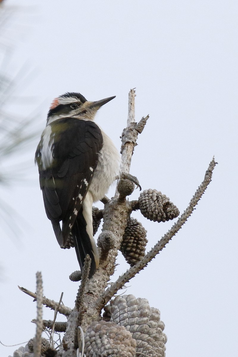 Hairy Woodpecker - ML127753471