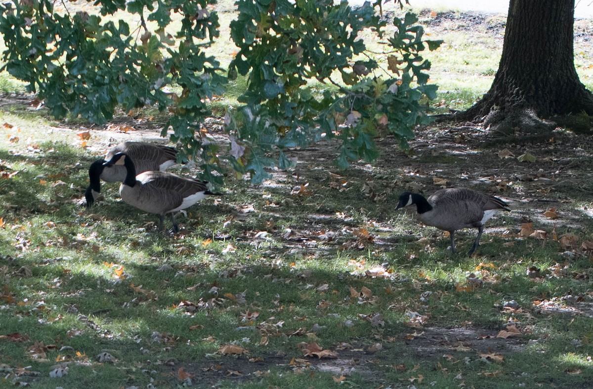 Canada Goose - ML127753831