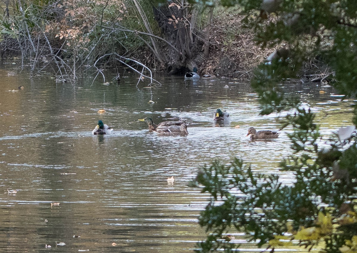 Canard colvert - ML127753931