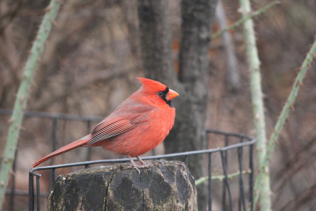 Northern Cardinal - ML127754051