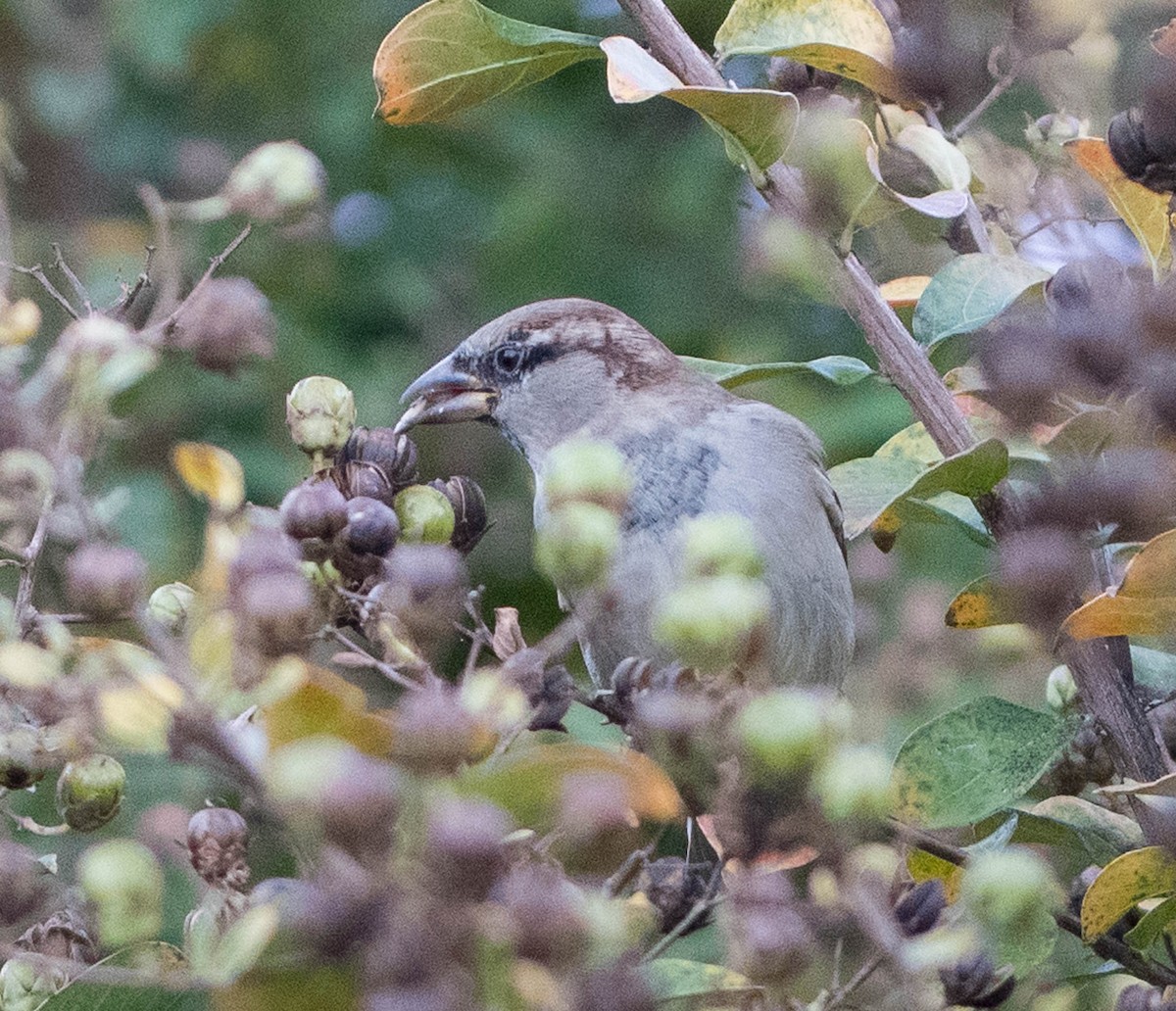 House Sparrow - Jordan Broadhead