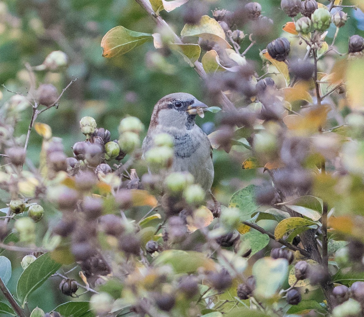 House Sparrow - ML127754301