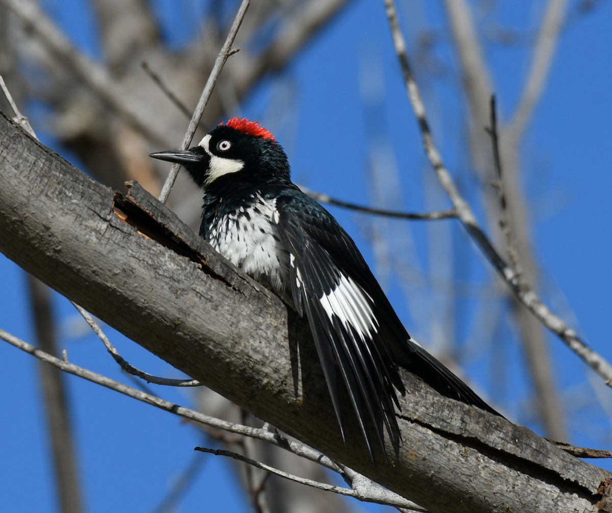 Acorn Woodpecker - ML127755611