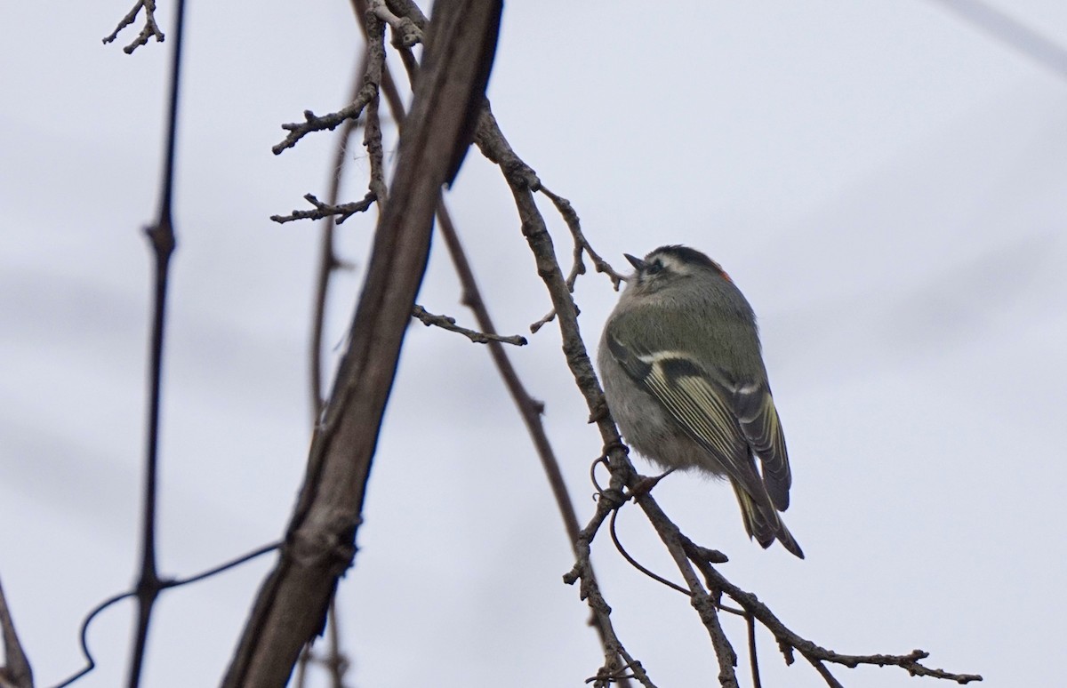 Roitelet à couronne dorée - ML127755951