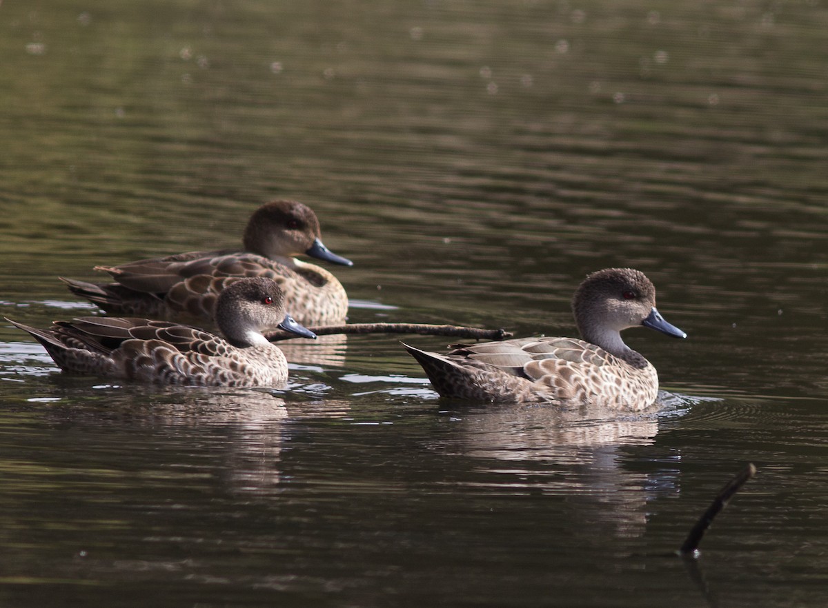 Gray Teal - ML127756561