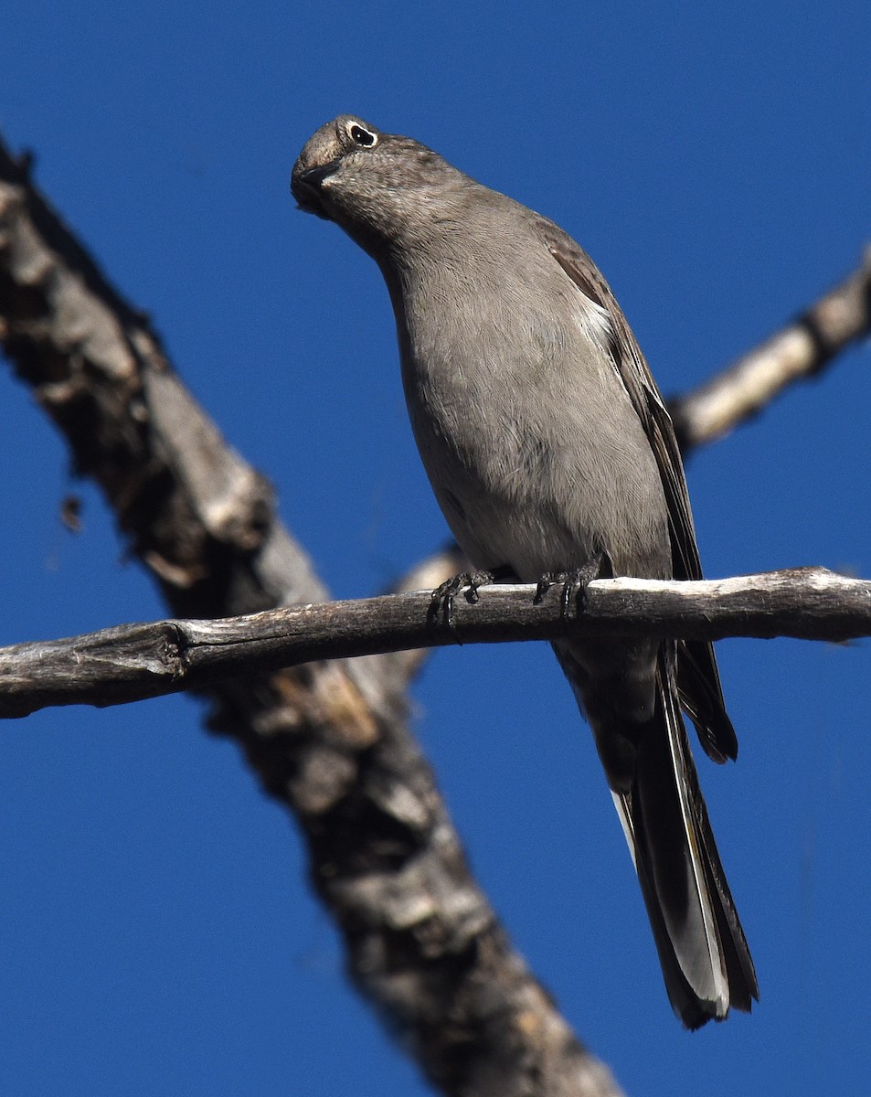Townsend's Solitaire - ML127757171