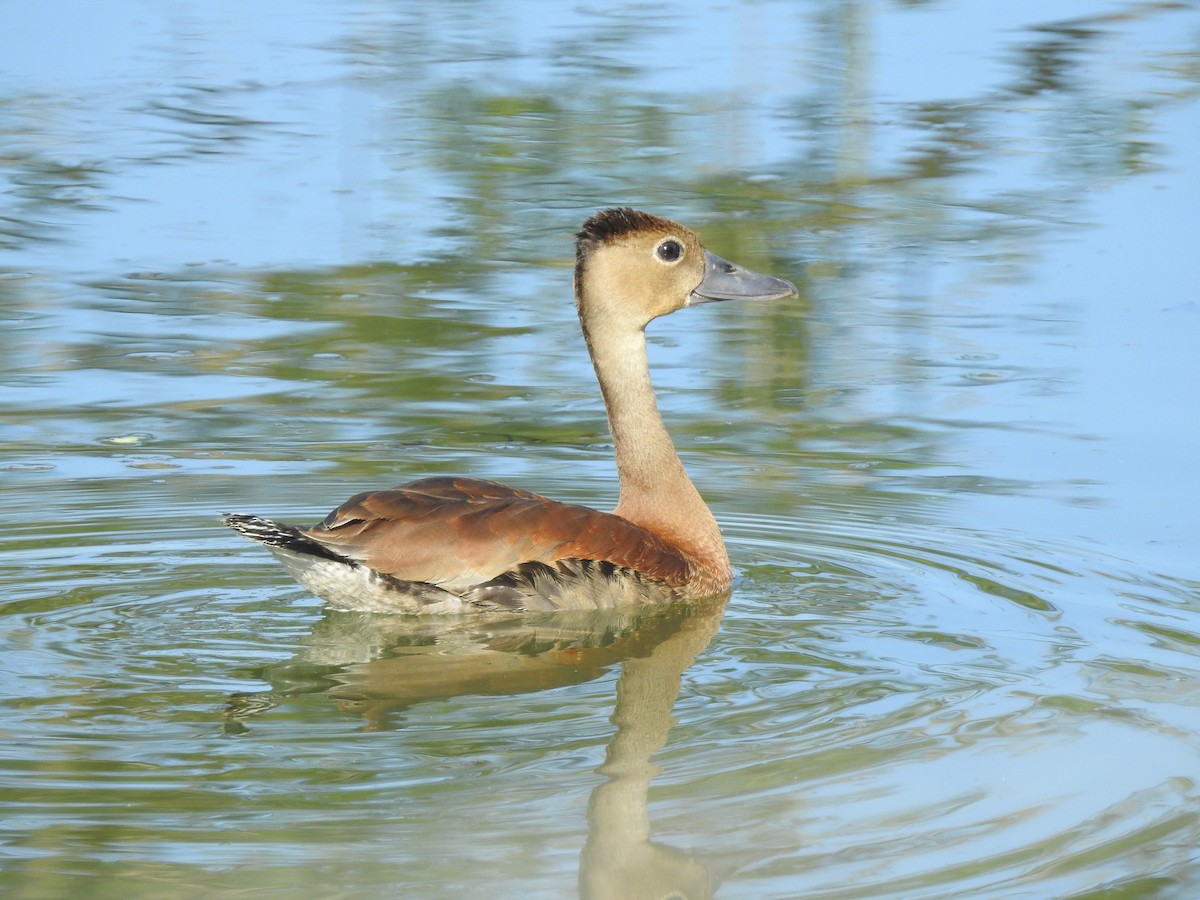 Dendrocygne à ventre noir - ML127758751