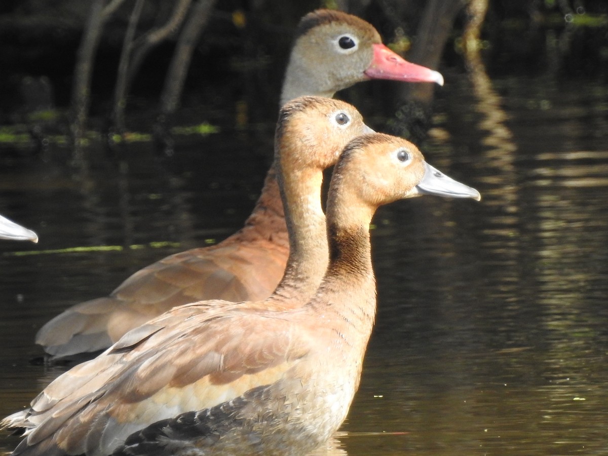 Dendrocygne à ventre noir - ML127758981