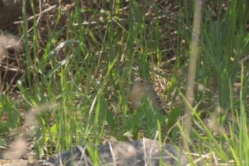 Grasshopper Sparrow - ML127759921