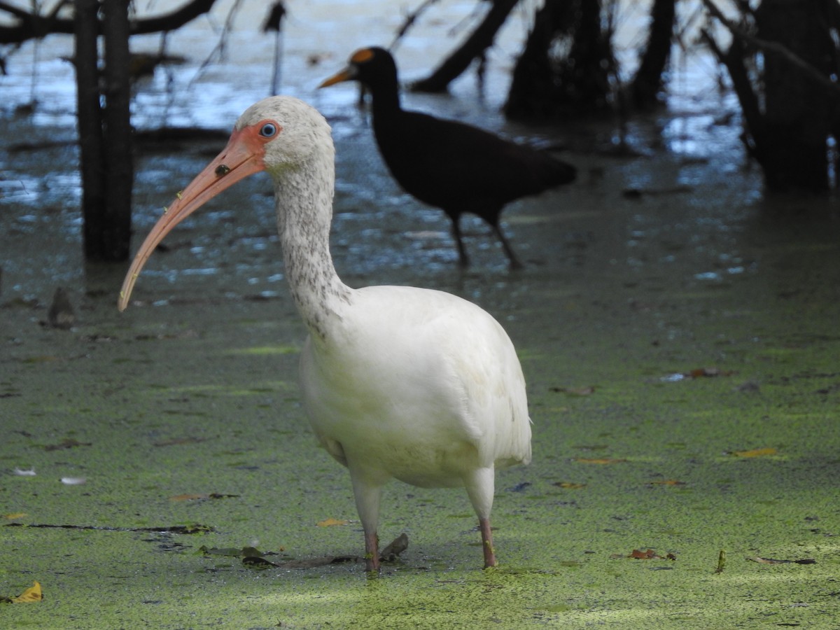 Ibis blanc - ML127760241