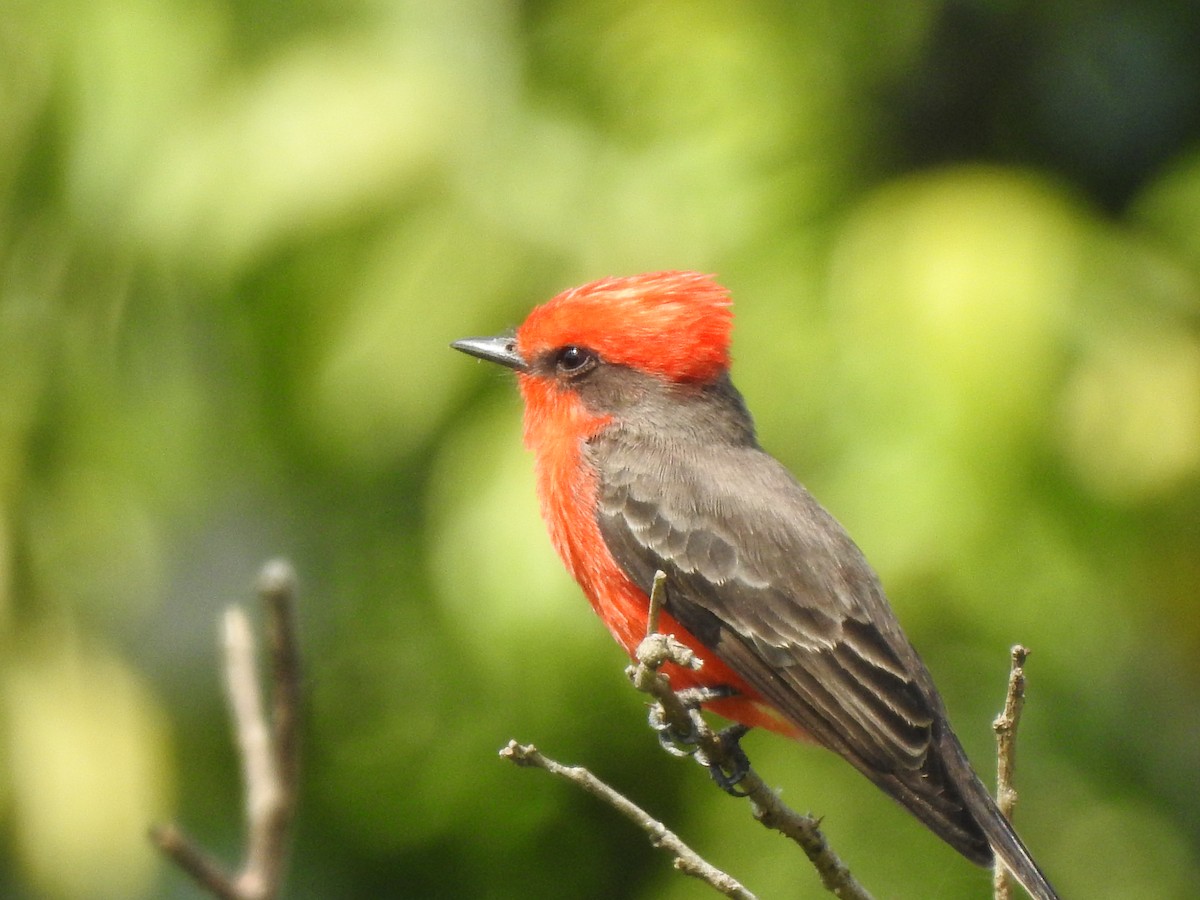 Vermilion Flycatcher - ML127760361