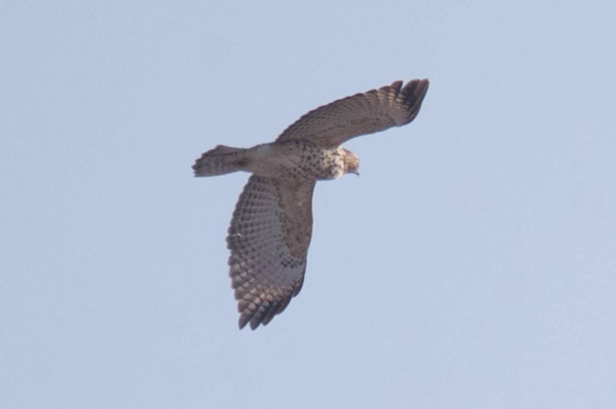 Red-shouldered Hawk - ML127760721