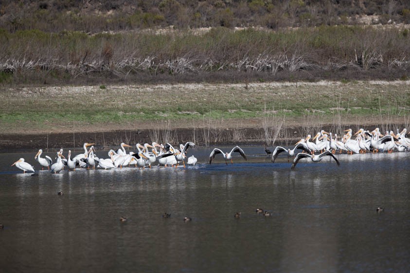 American White Pelican - ML127761181