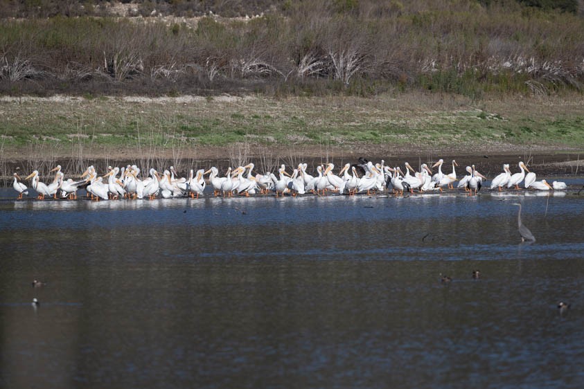 American White Pelican - ML127761191