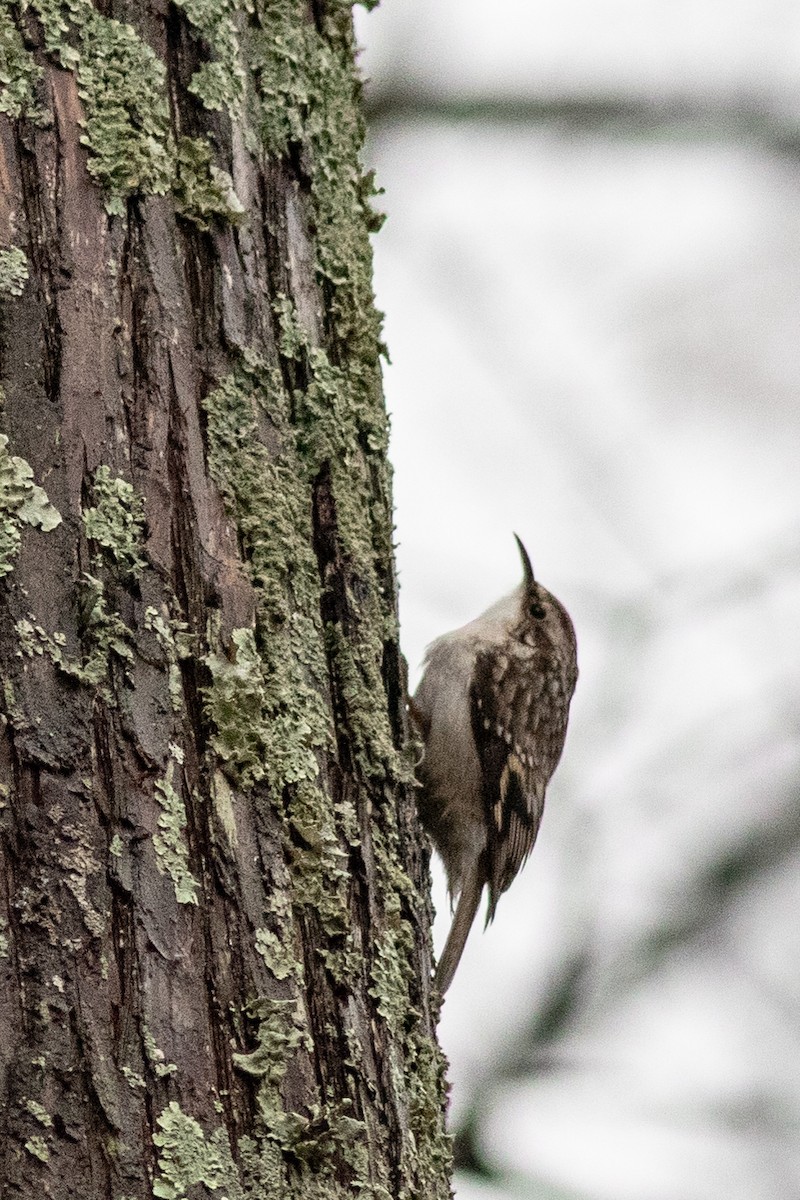 Brown Creeper - Tom Blevins