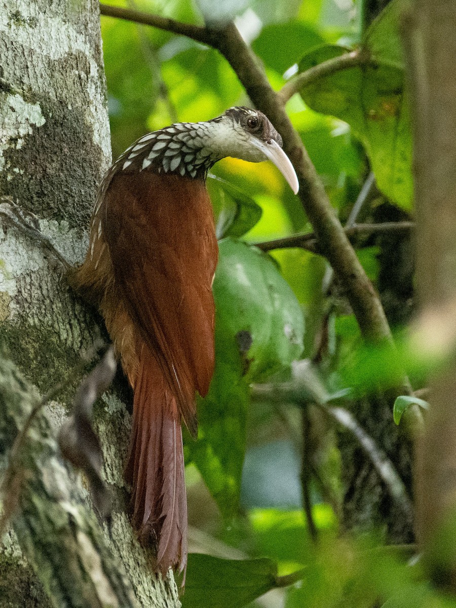 Long-billed Woodcreeper - T I