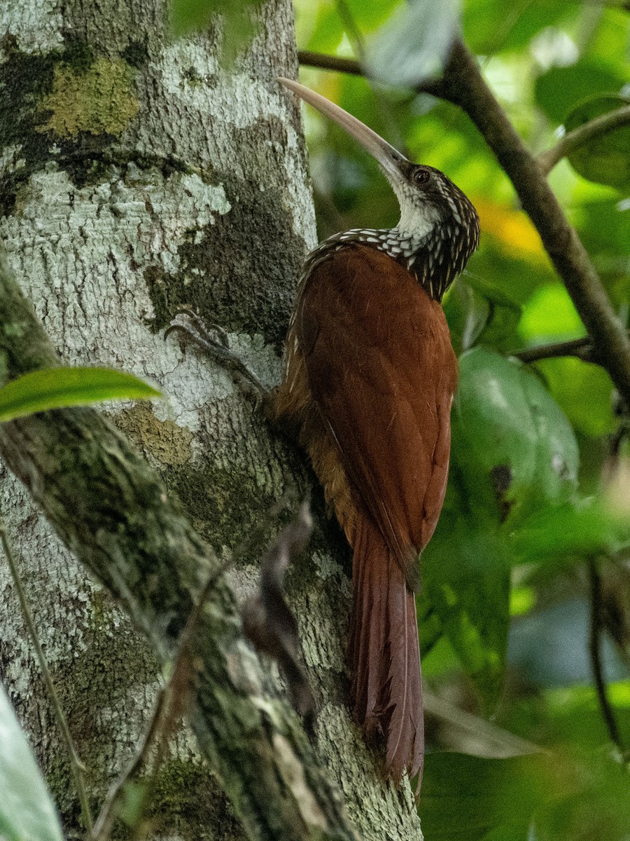 Long-billed Woodcreeper - ML127767091