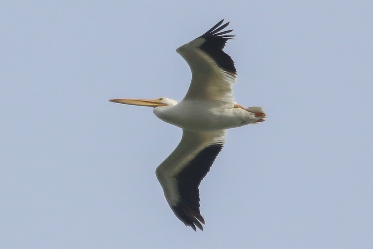 American White Pelican - Barry Langdon-Lassagne