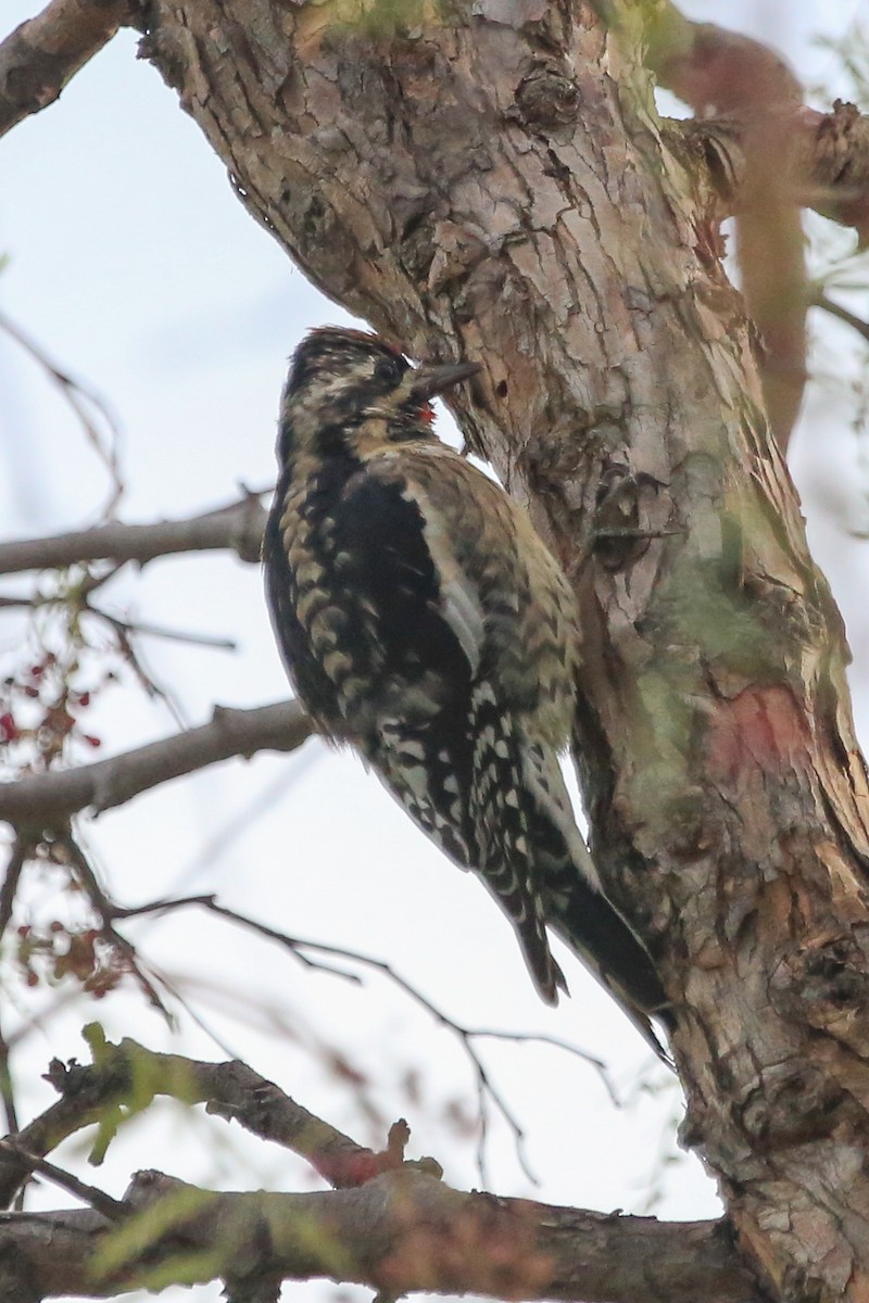 Yellow-bellied Sapsucker - ML127767841