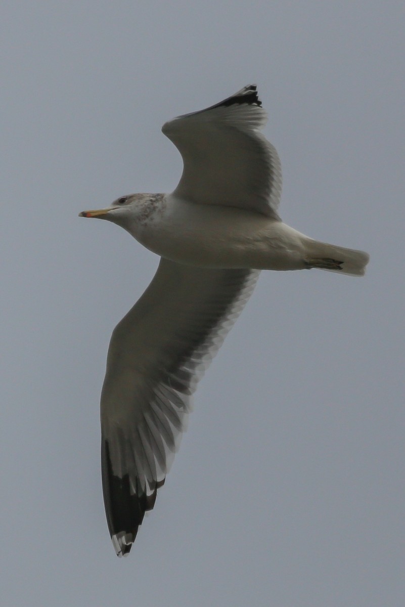 California Gull - Barry Langdon-Lassagne