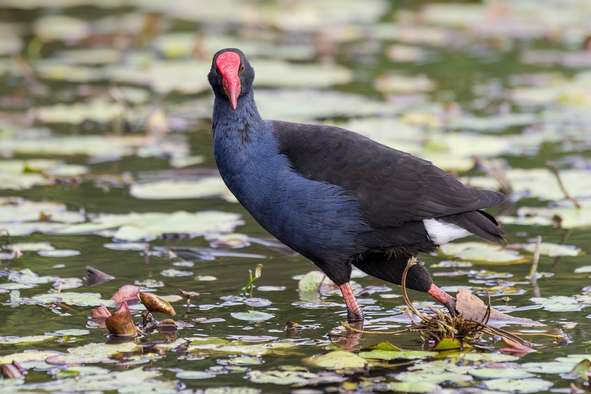 Australasian Swamphen - Terence Alexander