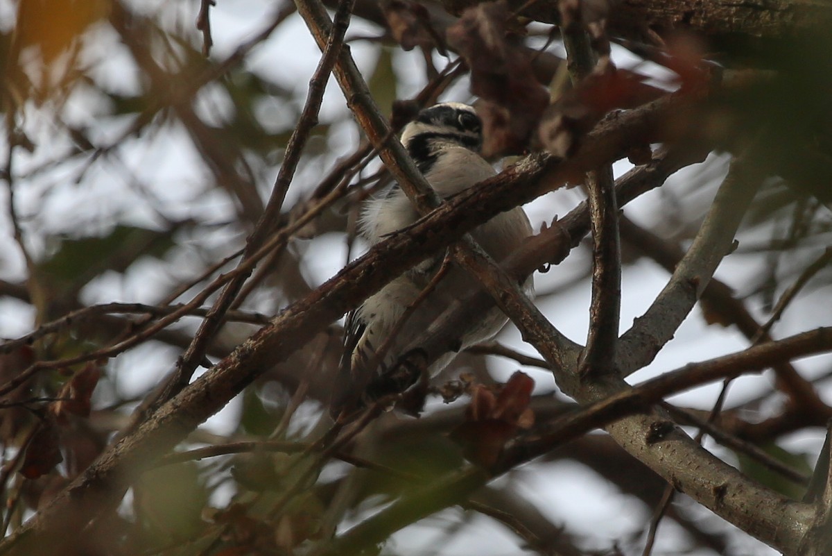 Downy Woodpecker - Barry Langdon-Lassagne